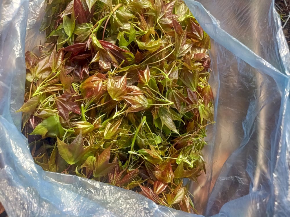 Rau rừng sau sau 